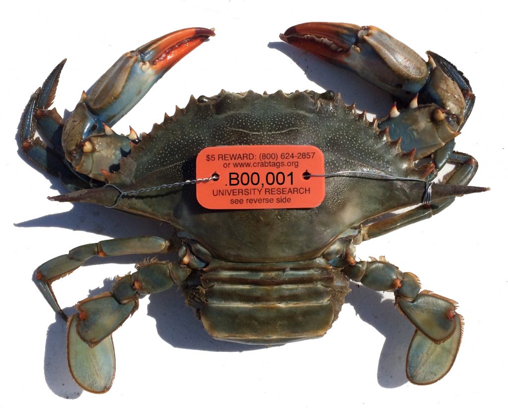 MDMR (Mississippi) Crab Trap ID Tags Ideas